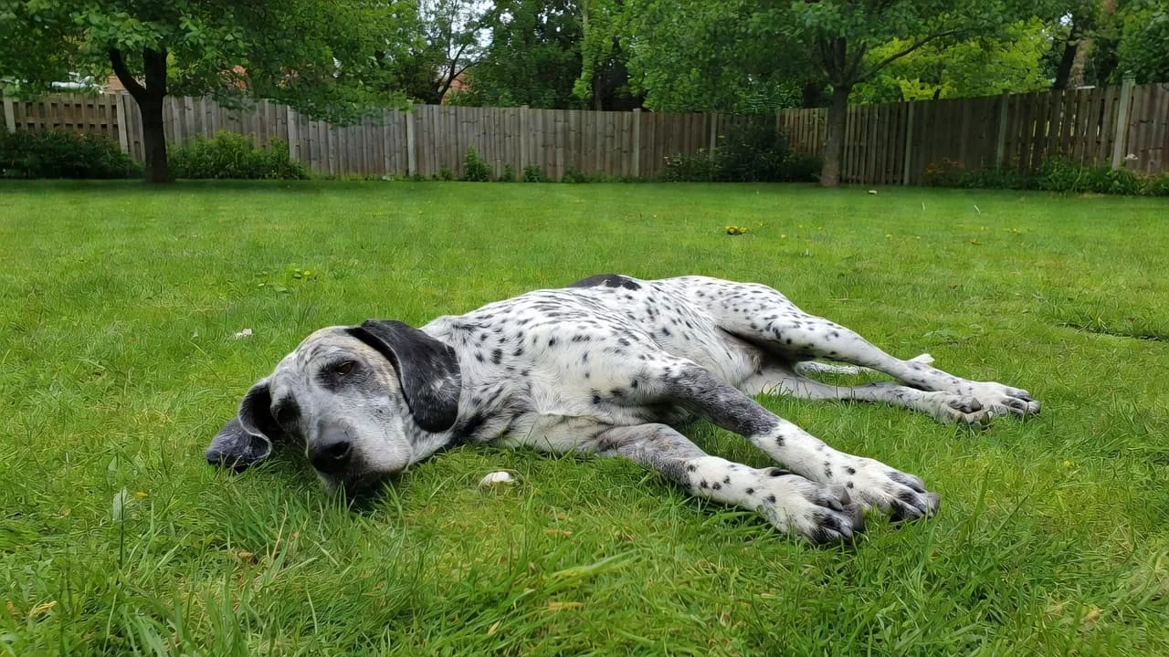 Un chien Grand Bleu de Gascogne allong&eacute; sur la pelouse d'un jardin.