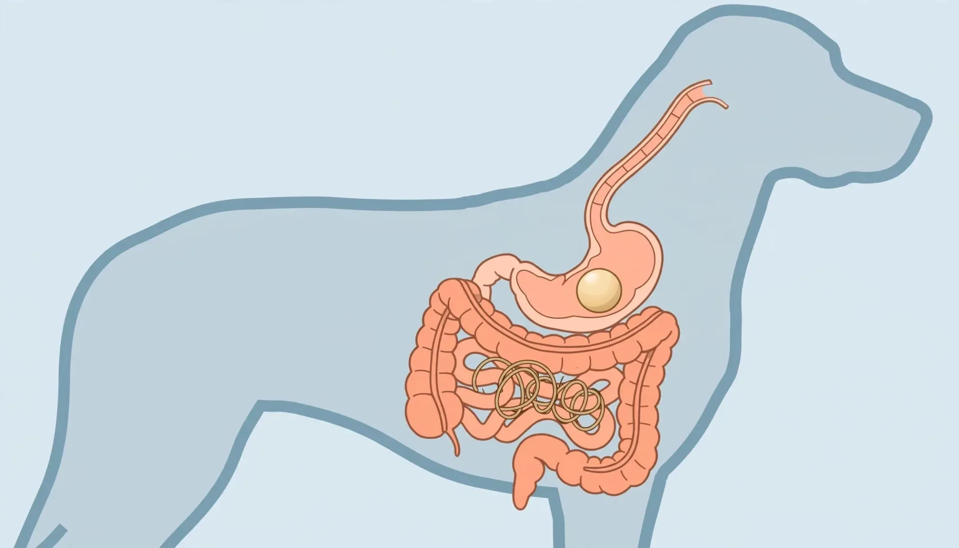 Illustration m&eacute;dicale montrant le tube digestif d'un chien avec une balle dans l'estomac et une ficelle dans l'intestin.